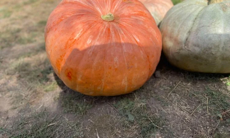 Насіння гарбуза, тиква, насіння гарбуза великоплідного - фото № 4