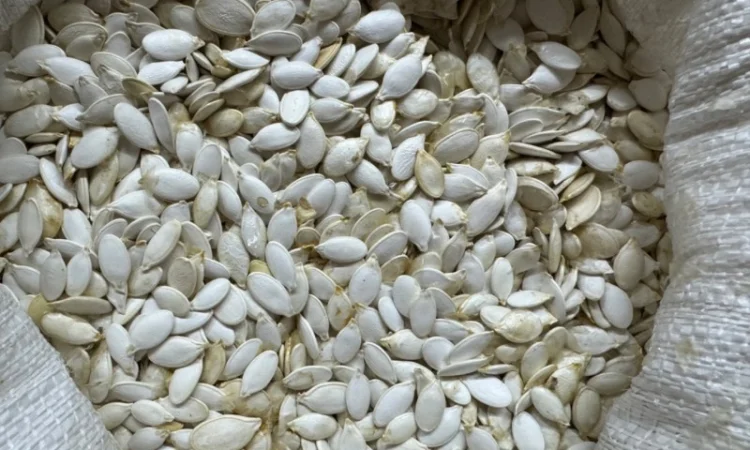 Продам насіння гарбузове сорту стофунтовка - фото № 1