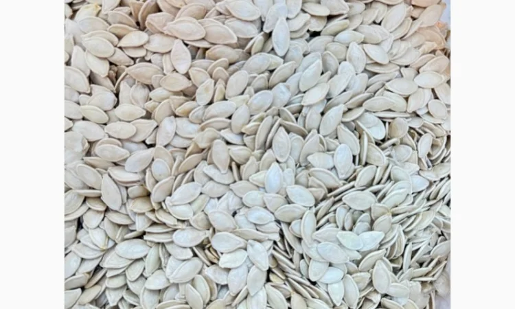 Куплю насіння гарбуза - фото № 1