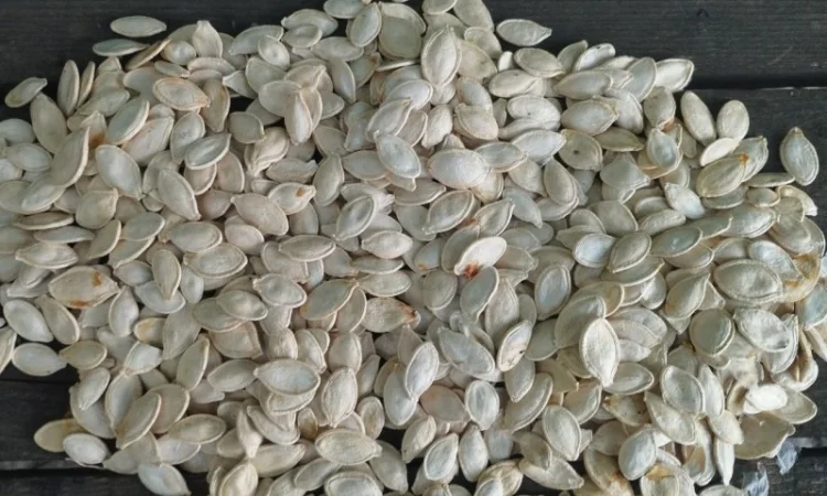 Куплю гарбузове насіння в шкоролупі - фото № 1