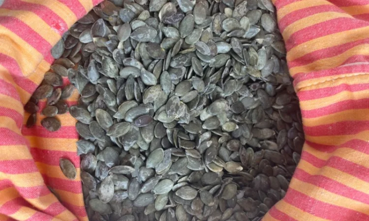 Продам семечку тыквенную голосемянную - фото № 1