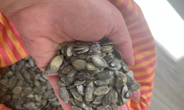 Продам семечку тыквенную голосемянную - фото № 2