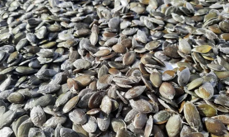 Продам семена тыквы голосемянной Штирийской - фото № 3