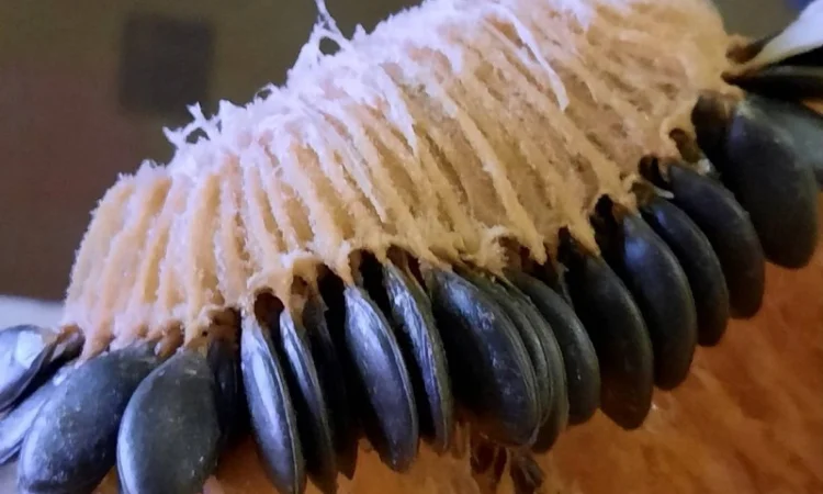 Продам насіння гарбуза голонасінного «Штирийського» - фото № 1