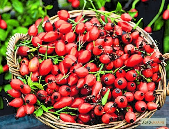 Срочно куплю голосемянку.Сушеные фрукты.Шиповник - фото № 2