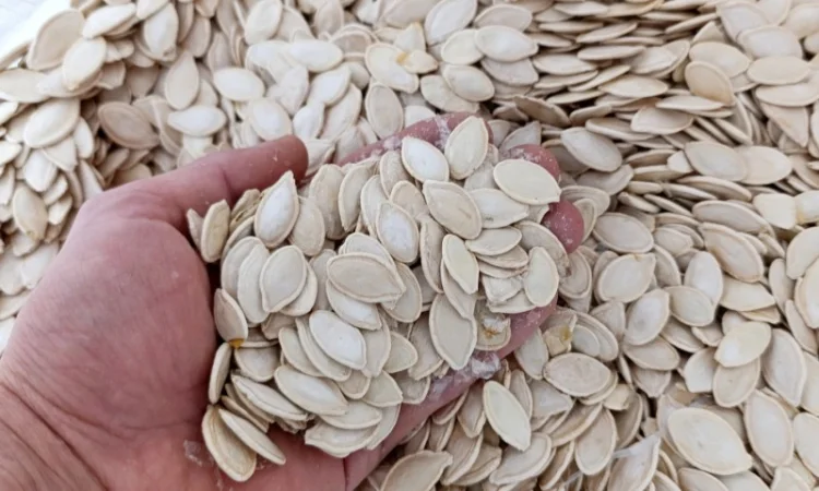 Продам гарбузове насіння, об'єм 10 тонн, вирощене власноруч, українка багатоплідна - фото № 1