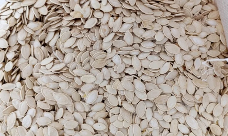 Продам гарбузове насіння, об'єм 10 тонн, вирощене власноруч, українка багатоплідна - фото № 2