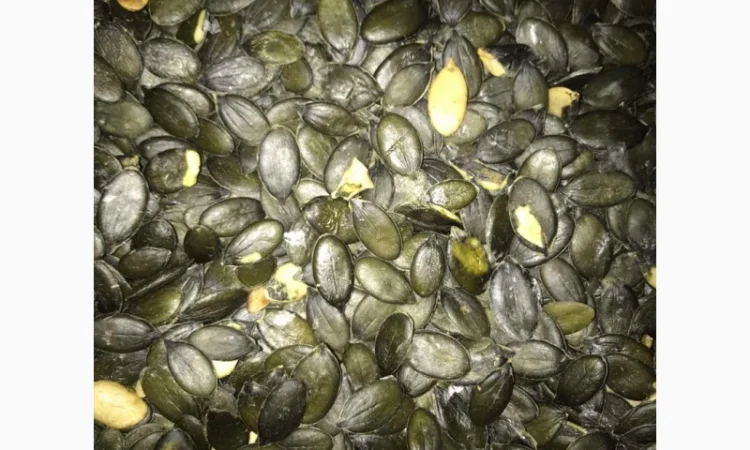 Продам семочку голосеменную - фото № 1