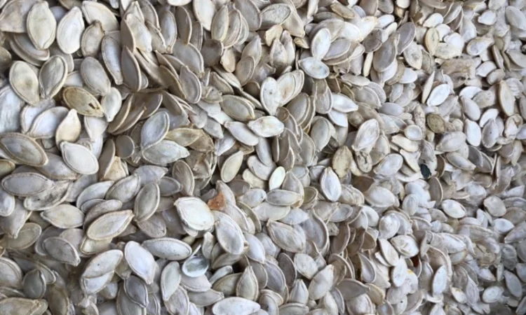 Закуповуємо гарбузове насіння - фото № 1