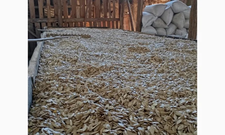 Куплю гарбузове насіння - фото № 1