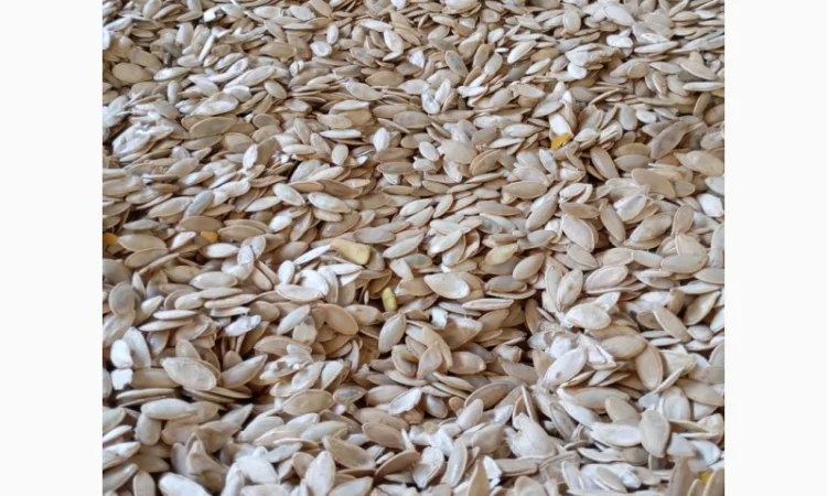 Куплю гарбузове насіння - фото № 2