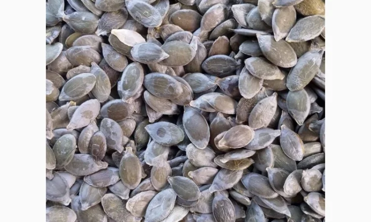 Куплю гарбузове насіння - фото № 1