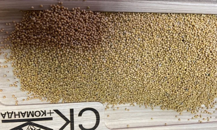 Продається льон коричневий та золотий база - фото № 12