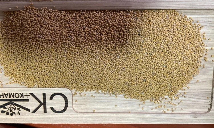 Продається льон коричневий та золотий база - фото № 13