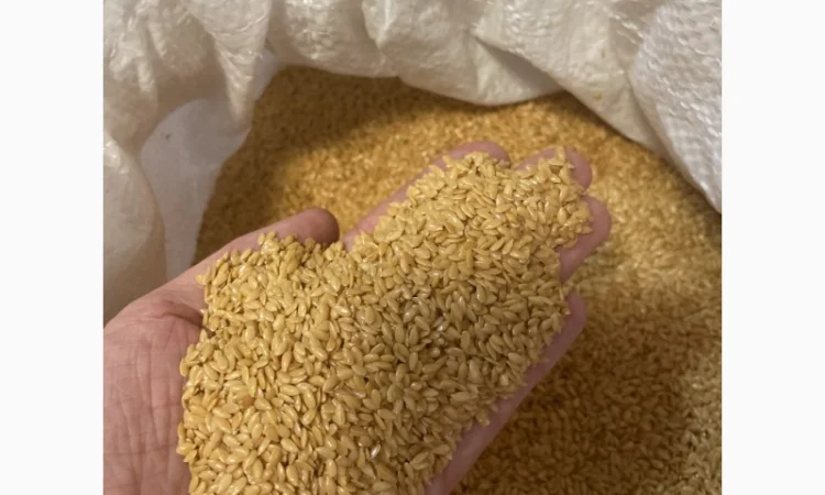 Продається льон коричневий та золотий база - фото № 3