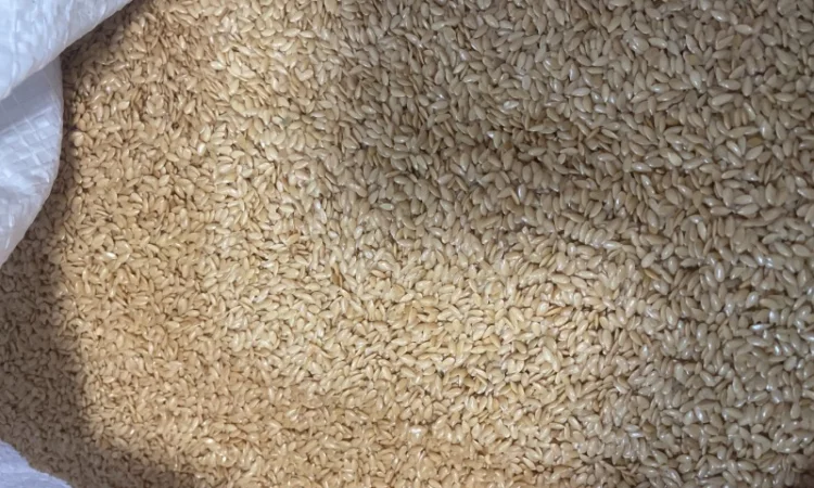 Продається льон коричневий та золотий база - фото № 4