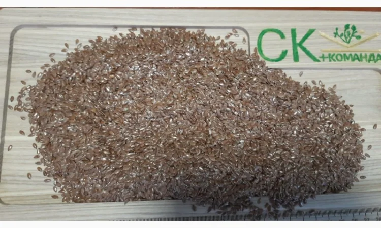 Продається льон коричневий та золотий база - фото № 5