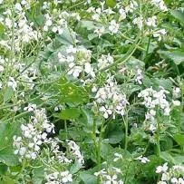 Редька масличная – скороспелая культура - фото № 1