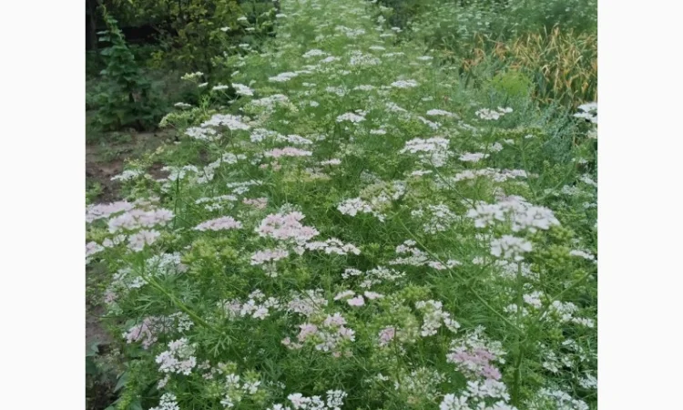 Семена кориандра Шико – ароматная пряность для вашего сада - фото № 1