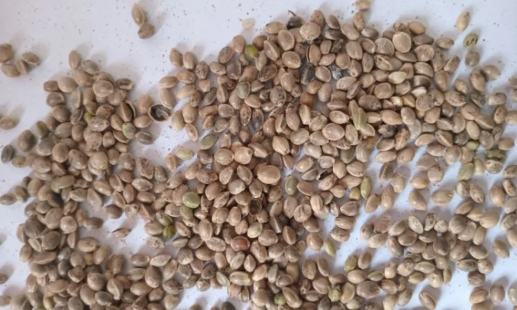 Продаж технічного насіння коноплі - фото № 1