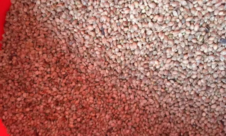 Продаж технічного насіння коноплі - фото № 2