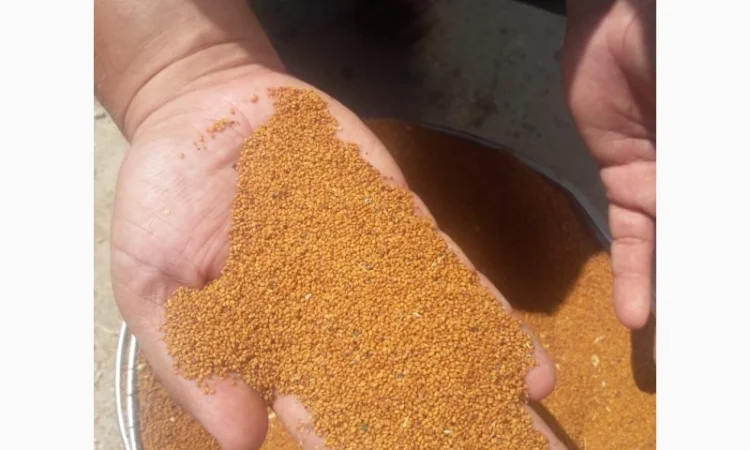 Продам семена Рыжея - фото № 1