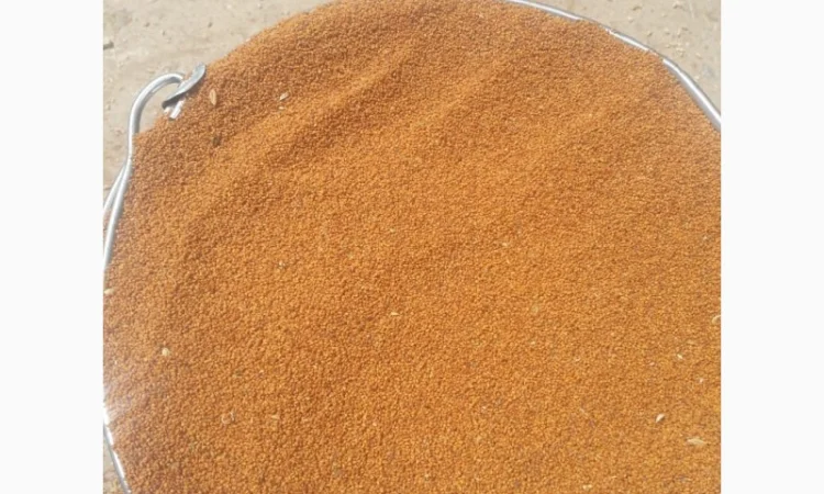 Продам семена Рыжея - фото № 2