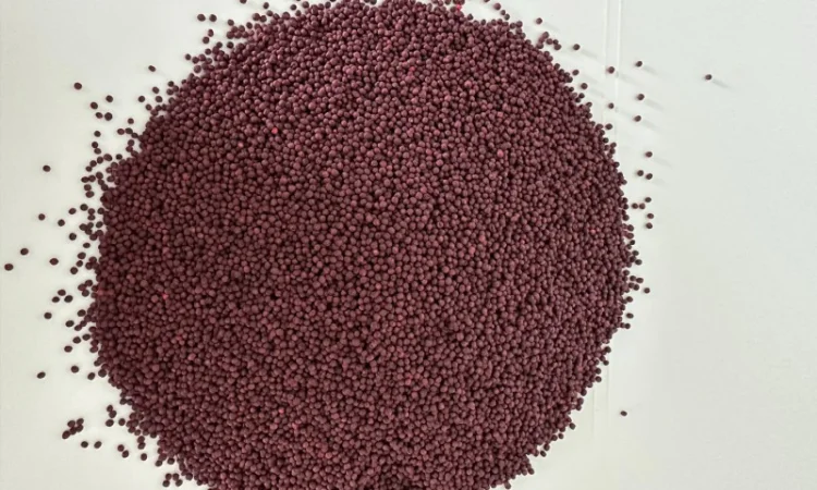 Продаємо насіння сидератів (озимий ріпак) - фото № 1