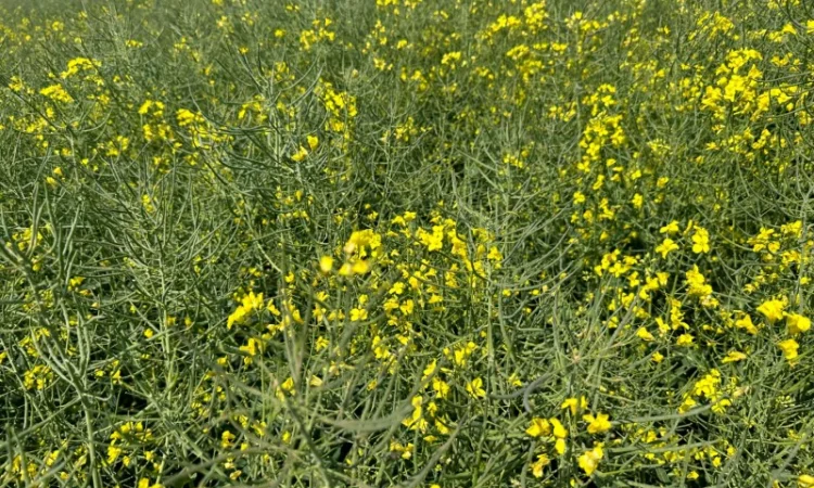 Продаємо насіння сидератів (озимий ріпак) - фото № 2