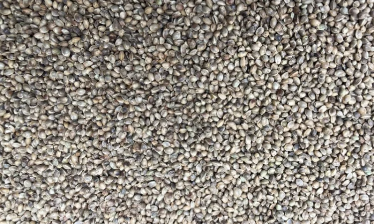 Конопля на масло - фото № 1