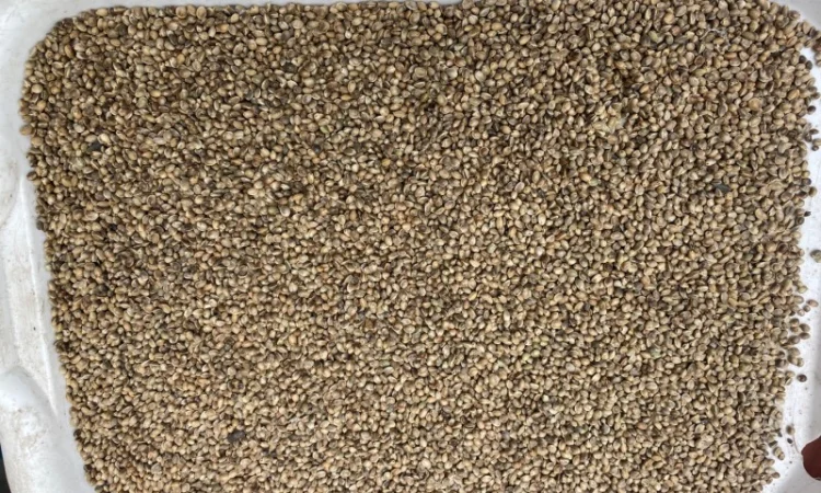 Конопля на масло - фото № 2