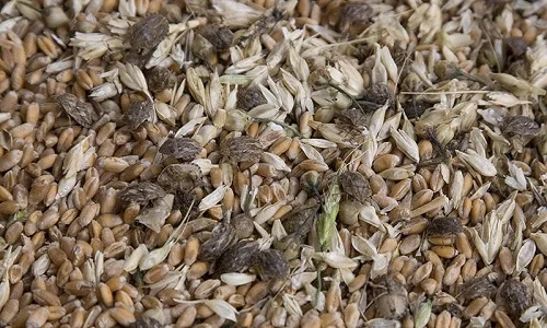 Зерноотходы, некондиция, битое зерно, зерносмеси. Закупаем дорого - фото № 1