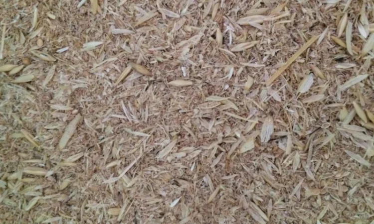 Зерновідходи, некондиція, бите зерно, зерносуміші. Закуповуємо дорого - фото № 1