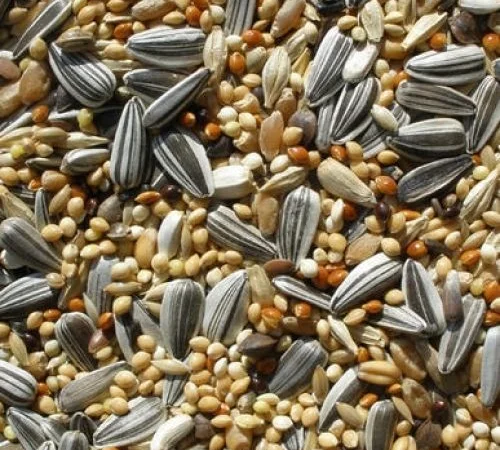 Зерновідходи, некондиція закуповуємо дорого - фото № 1