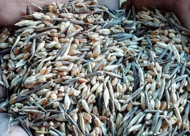 Куплю некондицию и зерноотходы - фото № 1