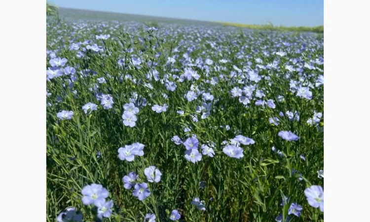 Купую льон - фото № 1