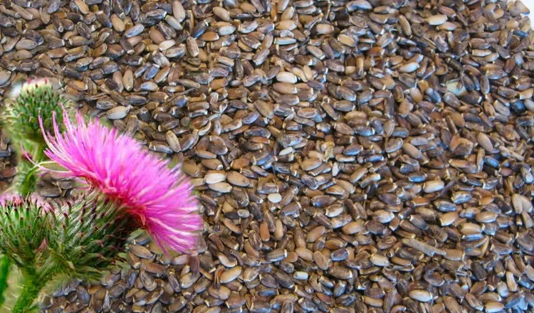 Купую розторопшу - фото № 1