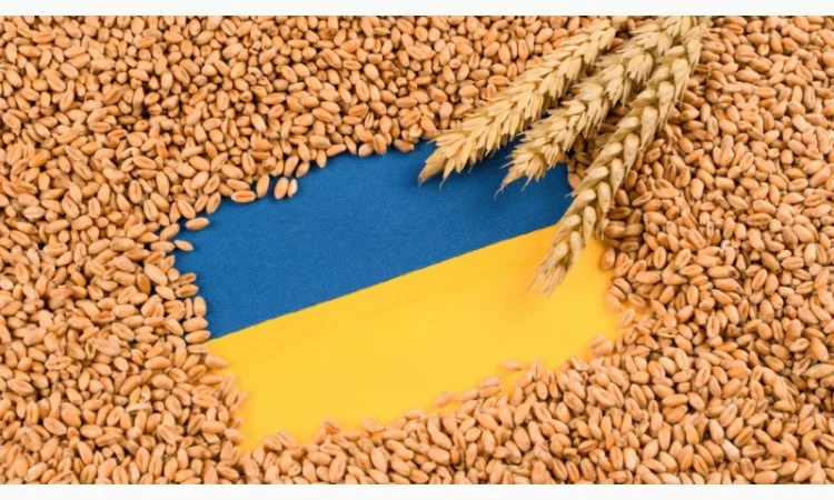 Скуповуємо Соняшник, Сою, Кукурудзу, Рапс ДОРОГО - фото № 1