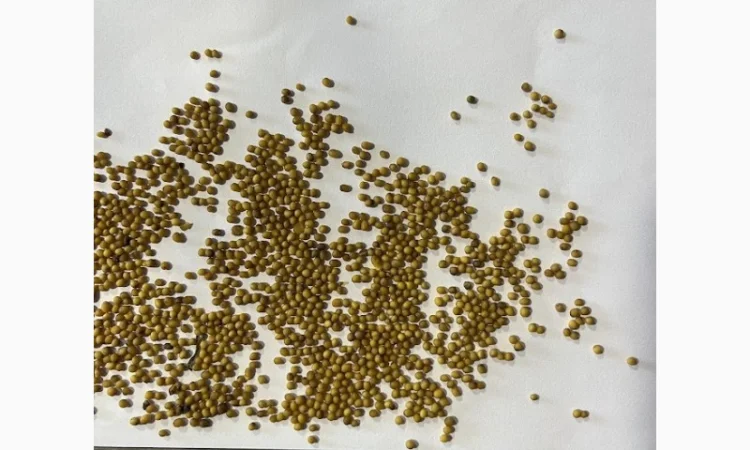 Продам гірчицю жовту сорт "Мішутка" - фото № 2