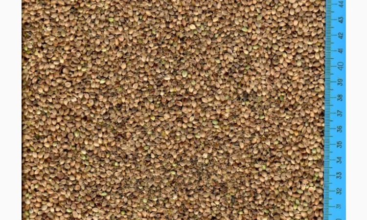 Закупівля насіння коноплі технічної для виробництва олії - фото № 1