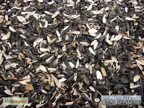 Закупаем некондиционную сельхозпродукцию - фото № 1