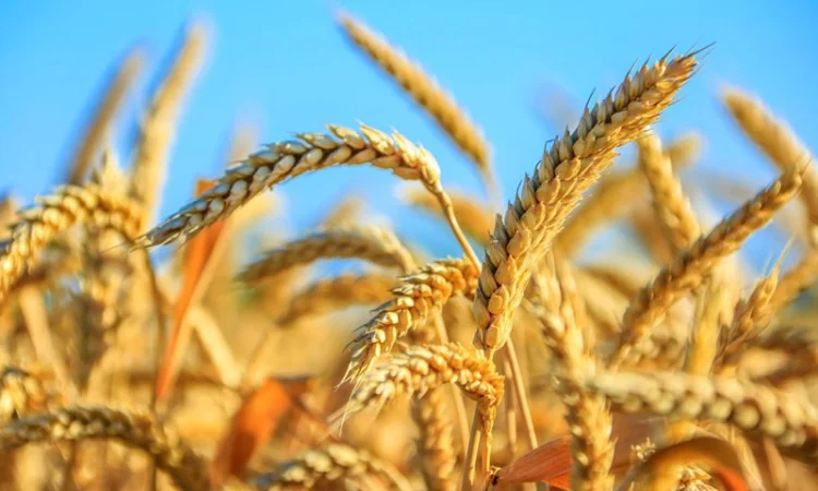 Дорого закупаем зерновые - фото № 1