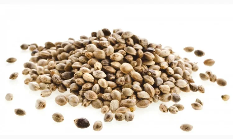 Закуповуєм насіння коноплі технічної/ Скупаем семена конопли технической - фото № 1