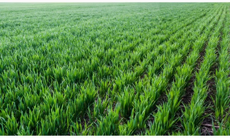 Смесь сидератов весной – идеальное решение для вашего грунта - фото № 1