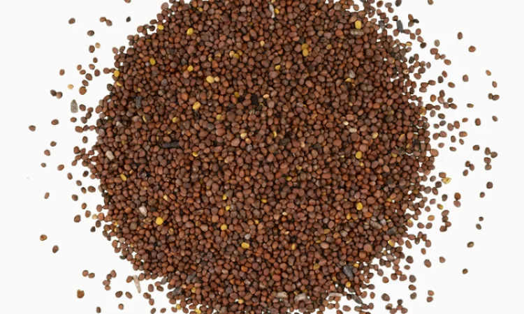 Редька Олійна від 1 кг продам сидерат - фото № 4