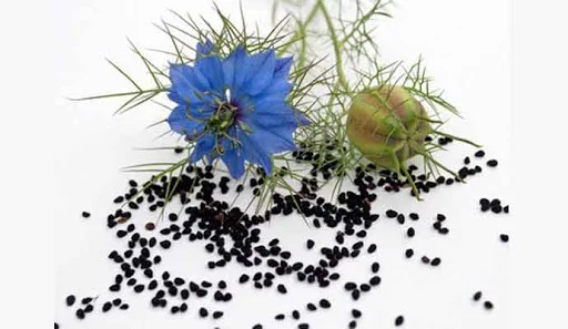 Продам насіння чорного кмину ( Калінджі), 99, 90% - фото № 1