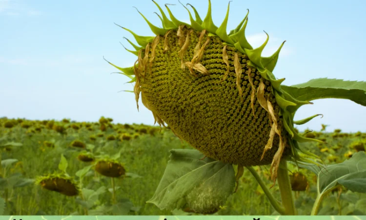 Бери!!! Насіння соняшника та (або) кукурудзи та гарантовано отримуй знижку - фото № 12