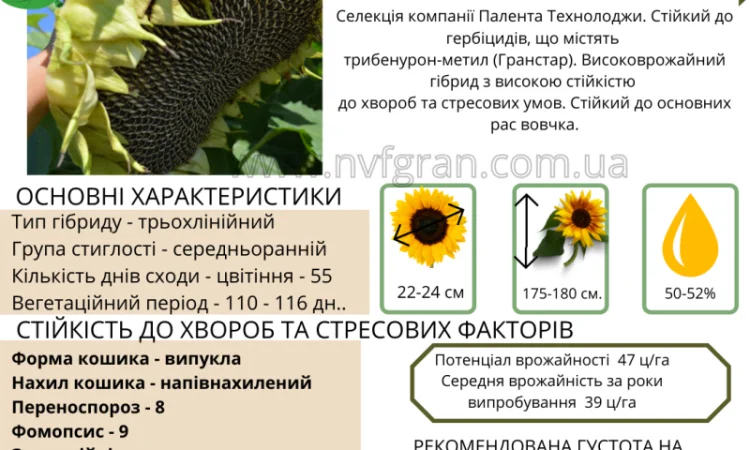 Бери!!! Насіння соняшника та (або) кукурудзи та гарантовано отримуй знижку - фото № 3