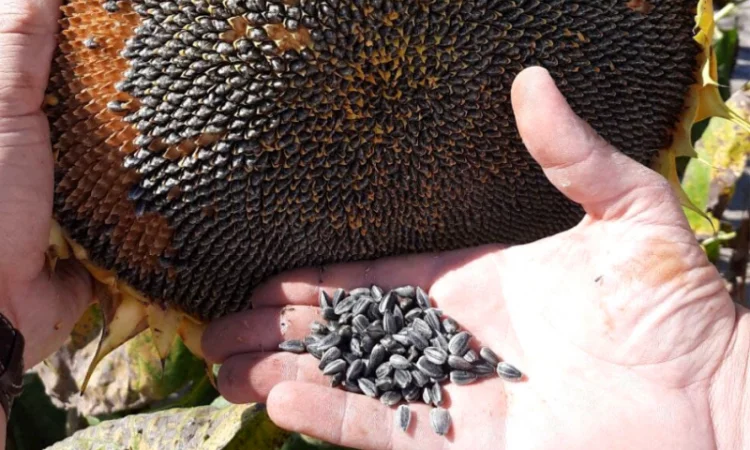 Насіння СОНЯШНИКА та Кукурудзи за доступними цінами - фото № 1