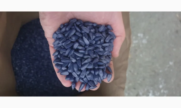 Насіння СОНЯШНИКА та Кукурудзи за доступними цінами - фото № 2